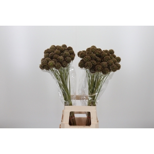 Scabiosa Stell Zaaddoos