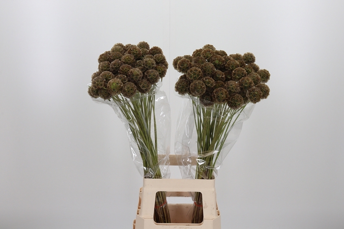 <h4>Scabiosa Stell Zaaddoos</h4>