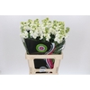 Matthiola Iron White