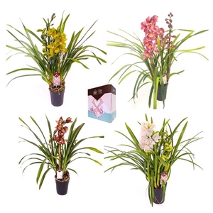 2 tak cymbidium mix