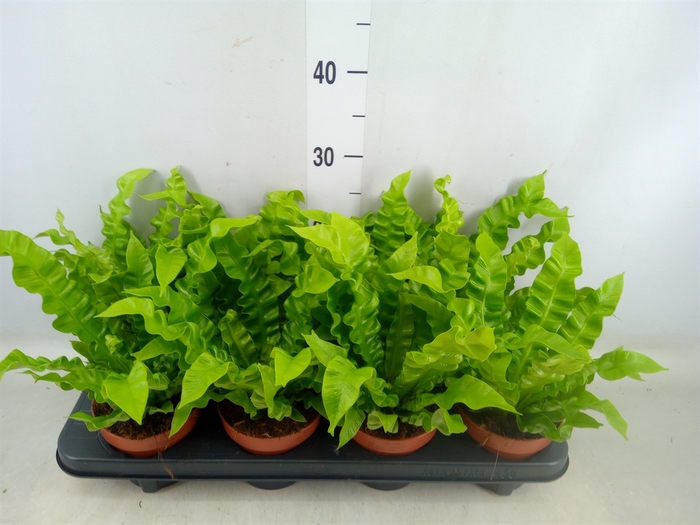 <h4>Asplenium nidus 'Crispy Wave'</h4>