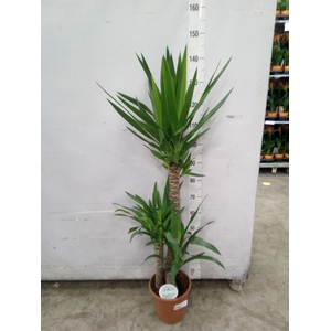 Yucca