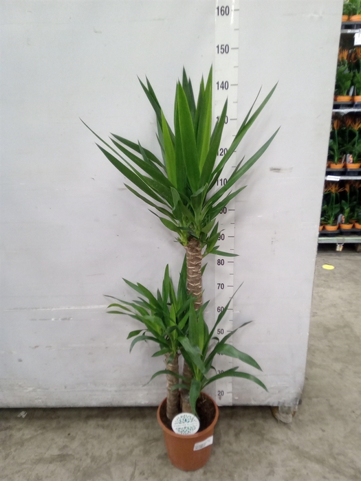 <h4>Yucca</h4>