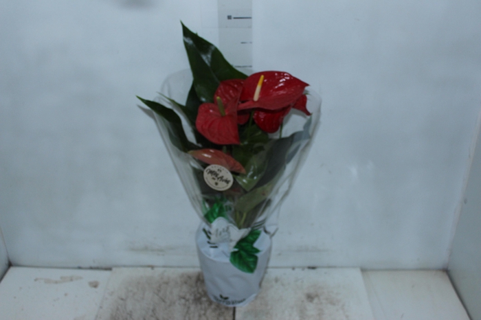 <h4>ANTHURIUM MICHIGAN P17</h4>
