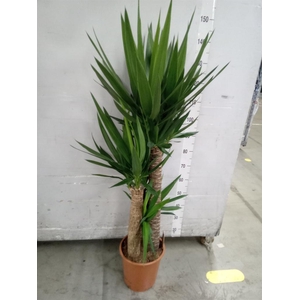 Yucca elephantipes   ...