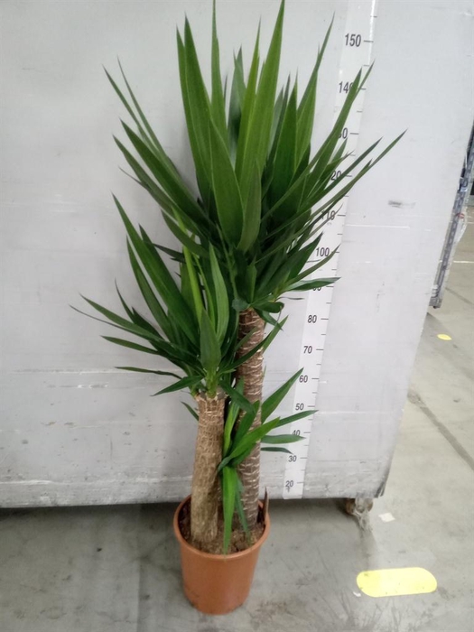 <h4>Yucca elephantipes   ...</h4>