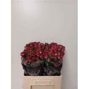 R Tr Cherry Blossoms