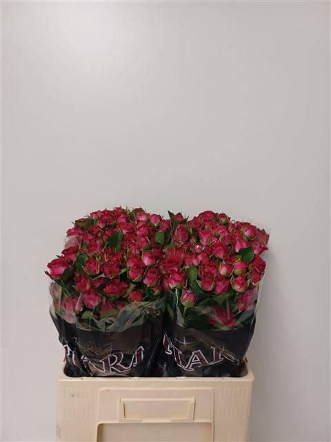 <h4>R Tr Cherry Blossoms</h4>