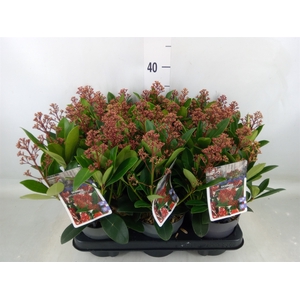 Skimmia jap. 'Rubella'