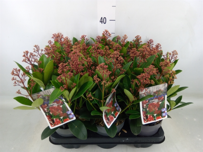 <h4>Skimmia jap. 'Rubella'</h4>