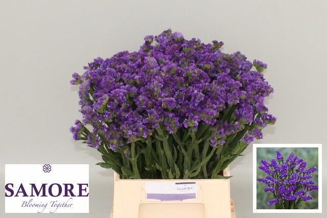 <h4>LIM S ACQUA SU BIRDS</h4>