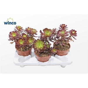 Aeonium Schwartzkopf