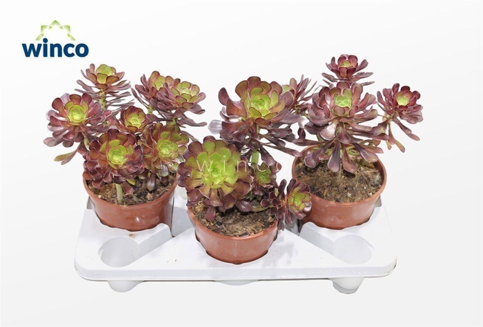 Aeonium Schwartzkopf
