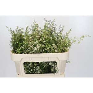 Chamelaucium Majestic White