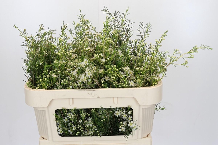 <h4>Chamelaucium Majestic White</h4>