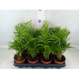 Chamaedorea elegans