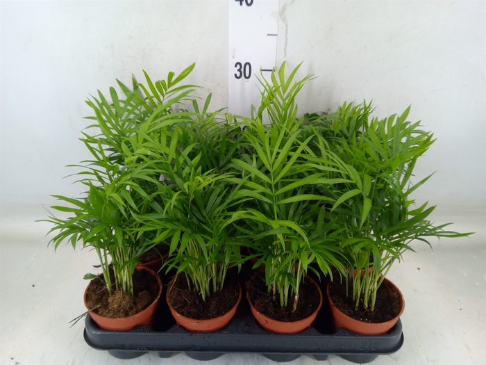 <h4>Chamaedorea elegans</h4>