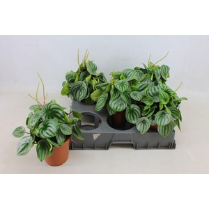 Peperomia Argyreia 15cm