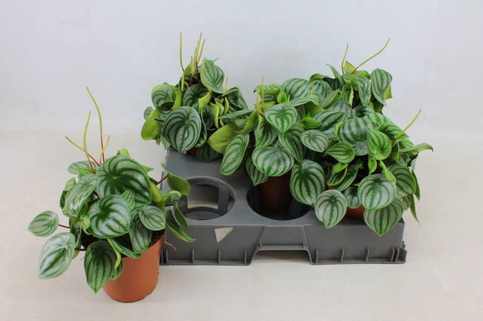 Peperomia Argyreia 15cm