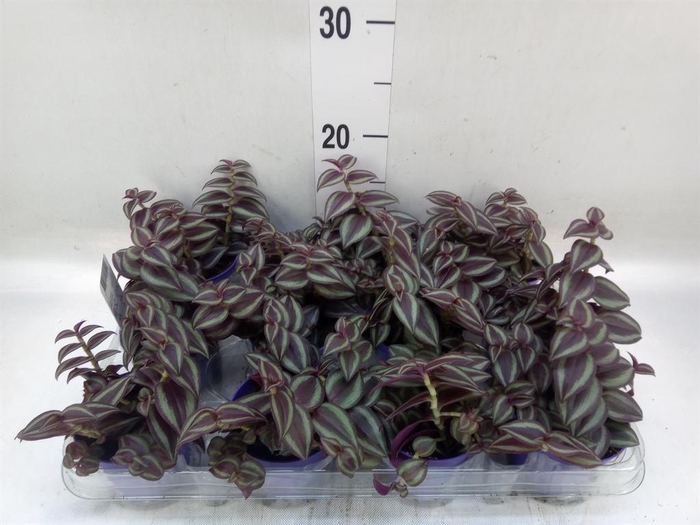 <h4>Tradescantia   ...</h4>