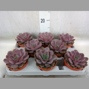 Echeveria   ...
