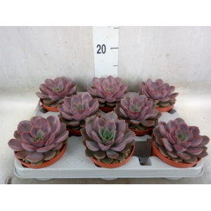 Echeveria   ...