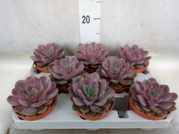 <h4>Echeveria   ...</h4>