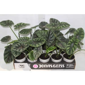 ALOCASIA SINUATA P12