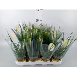 Tillandsia cyanea 'Biancini'