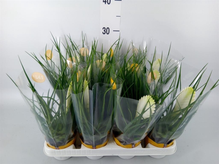 <h4>Tillandsia cyanea 'Biancini'</h4>