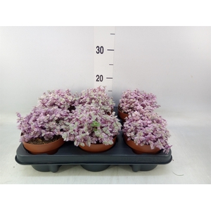 Callisia repens 'Rosato'