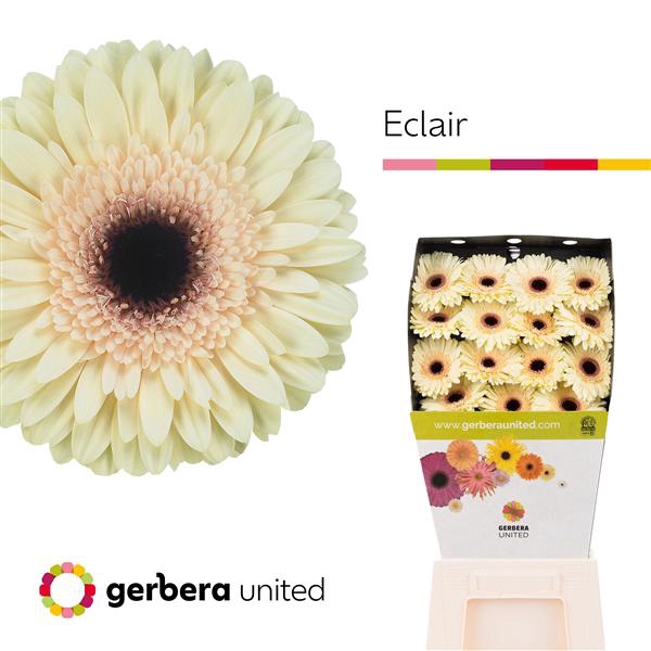 <h4>Ge Gr Eclair Diamond United</h4>
