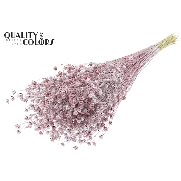 <h4>Lino Vlas p/bunch in poly Champagne + Glitter</h4>