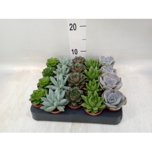 Echeveria   ...mix