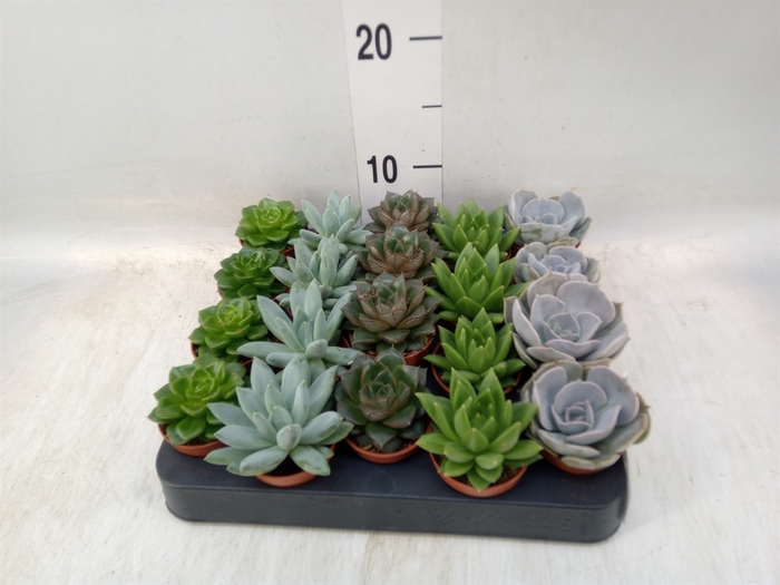 <h4>Echeveria   ...mix</h4>