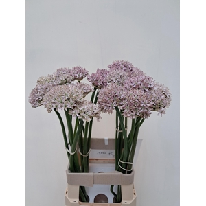ALLIUM GROOTBLOEMIG