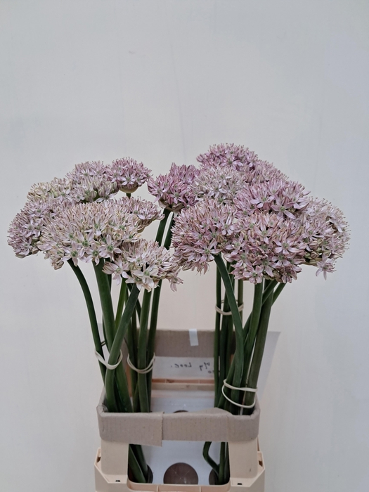 <h4>ALLIUM GROOTBLOEMIG</h4>