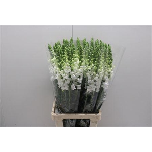 Antir Poto White X60