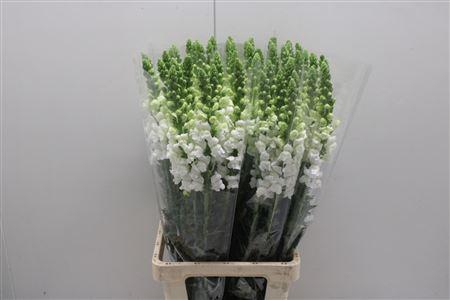 <h4>Antir Poto White X60</h4>