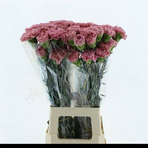 DI ST LEGE PINK