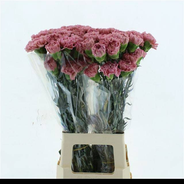<h4>DI ST LEGE PINK</h4>