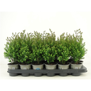 Chamaecyparis thyoides 'Rubicon'