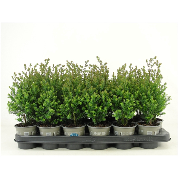 <h4>Chamaecyparis thyoides 'Rubicon'</h4>