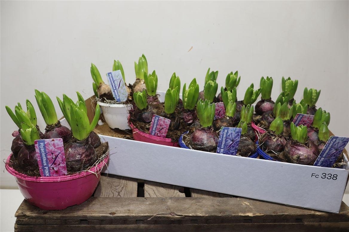 <h4>Hyacin Gem 3 Kl</h4>