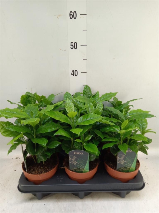 <h4>Coffea arabica</h4>