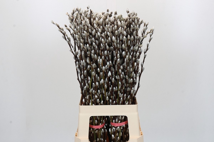 <h4>Salix Caprea Snow Flake Premium</h4>