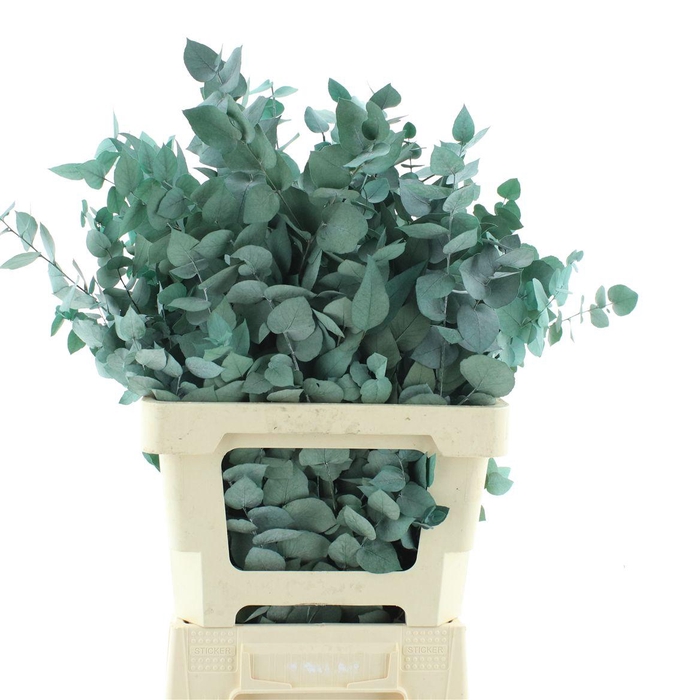 <h4>Pres Stuartiana Grey</h4>