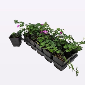 Geranium sanguineum 'Max Frei'