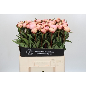 Paeonia Florence Nicholls