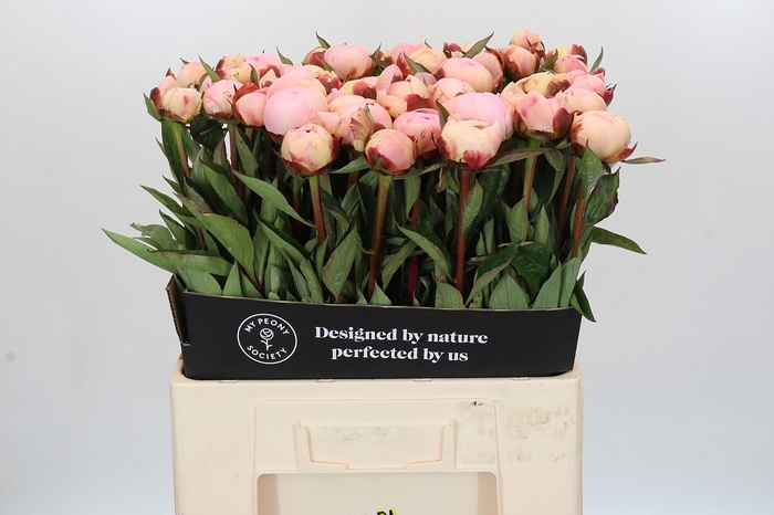 <h4>Paeonia Florence Nicholls</h4>